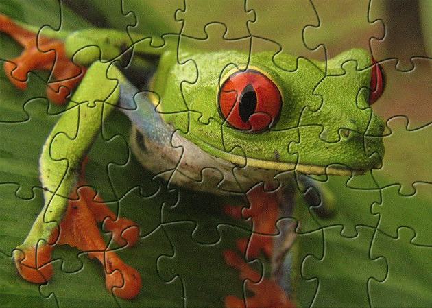 Click to view EZPPC Frog Puzzle 1.0 screenshot